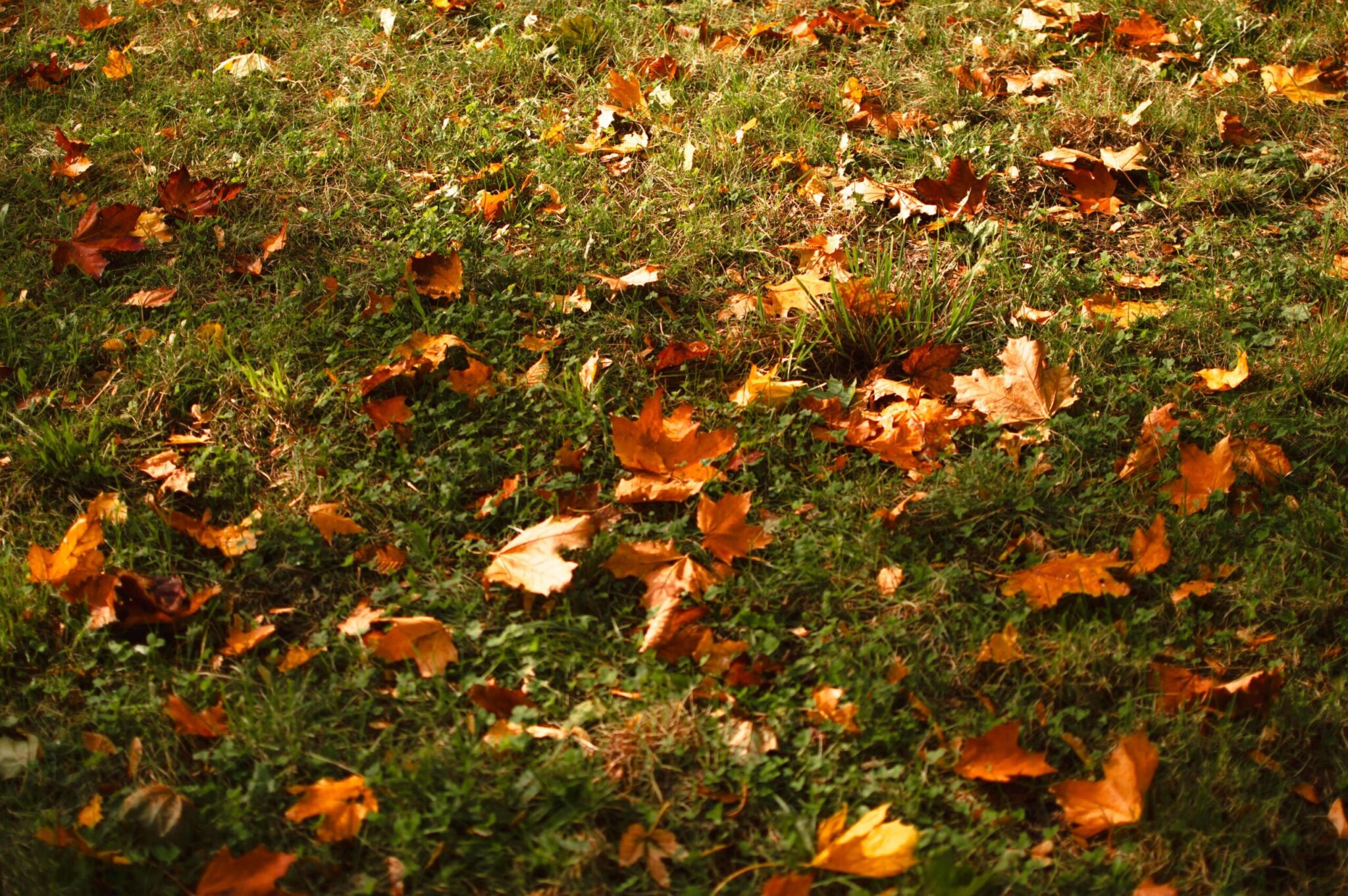 Jesienna pielęgnacja murawy piłkarskiej