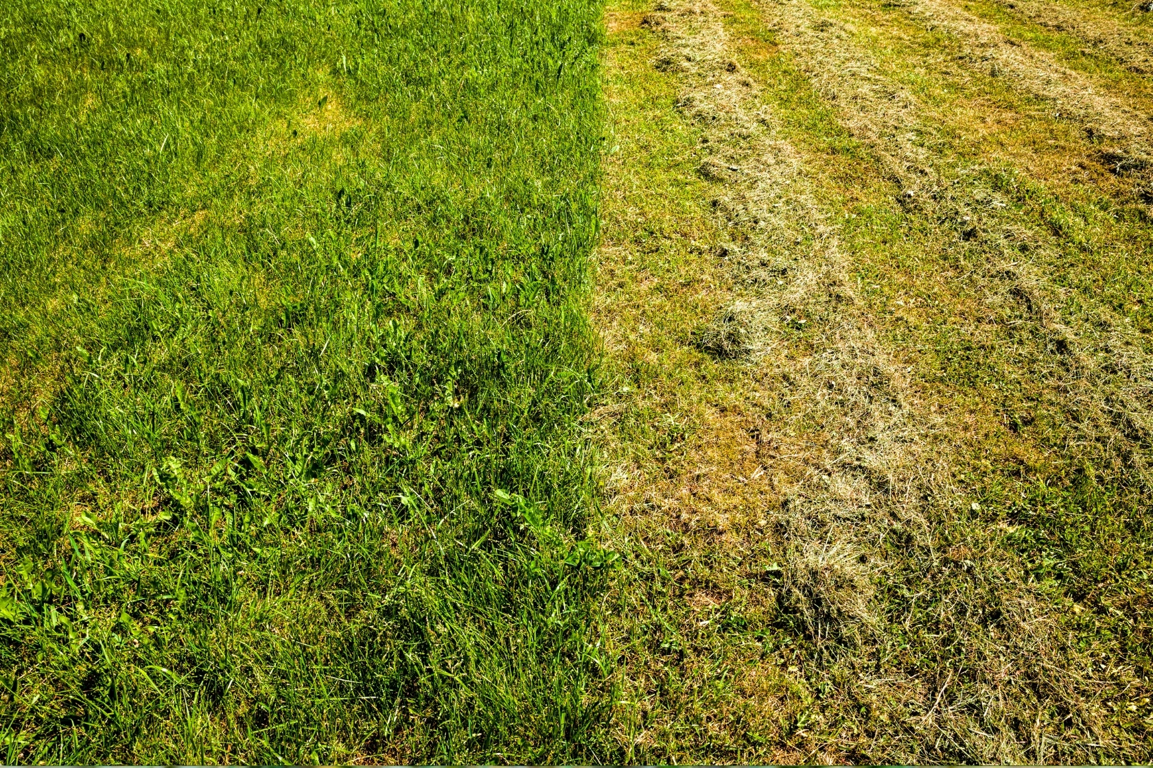 Regeneracja murawy po sezonie – kluczowe zabiegi pielęgnacyjne